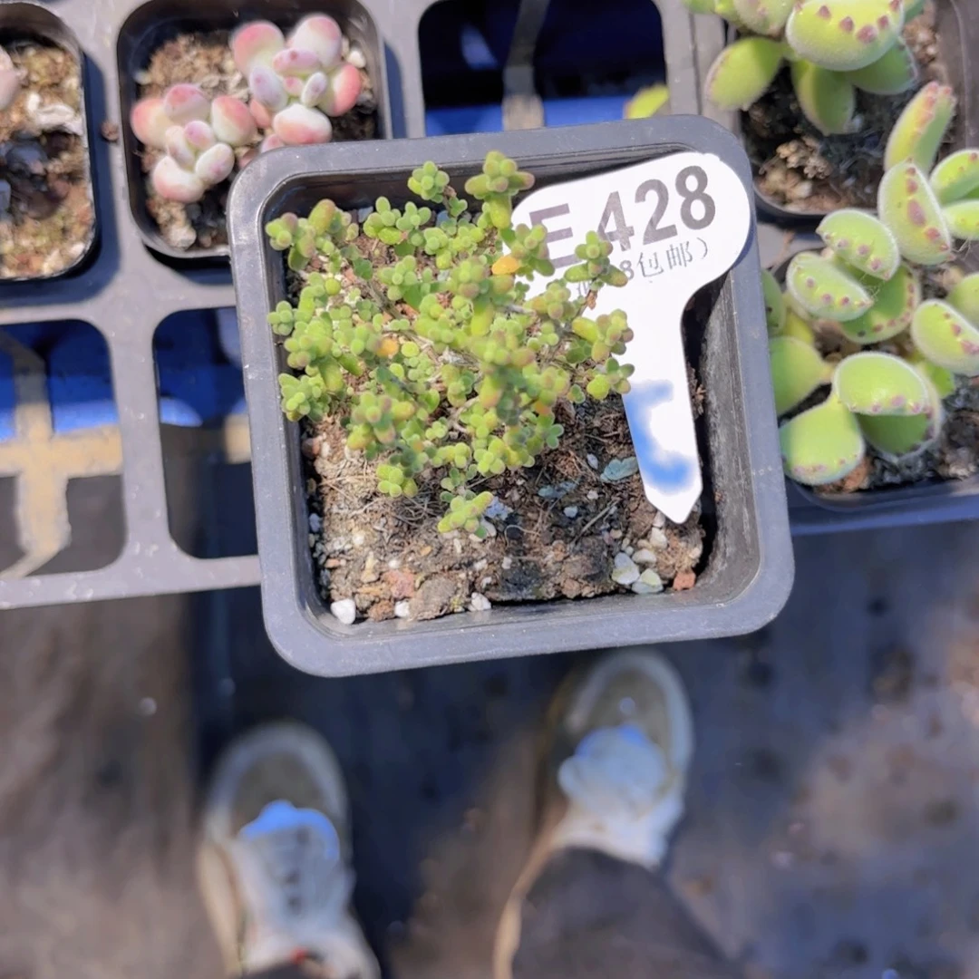 E428金桔糖球一物一拍