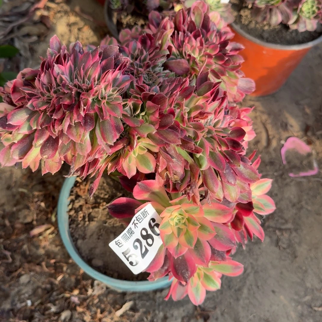 法师女郎缀5286 18-21