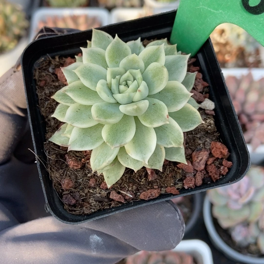 1926麦秆锦多肉植物