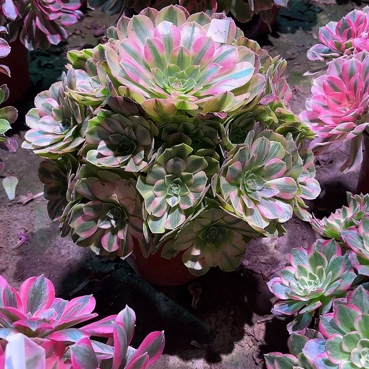 多肉植物雨荷00208