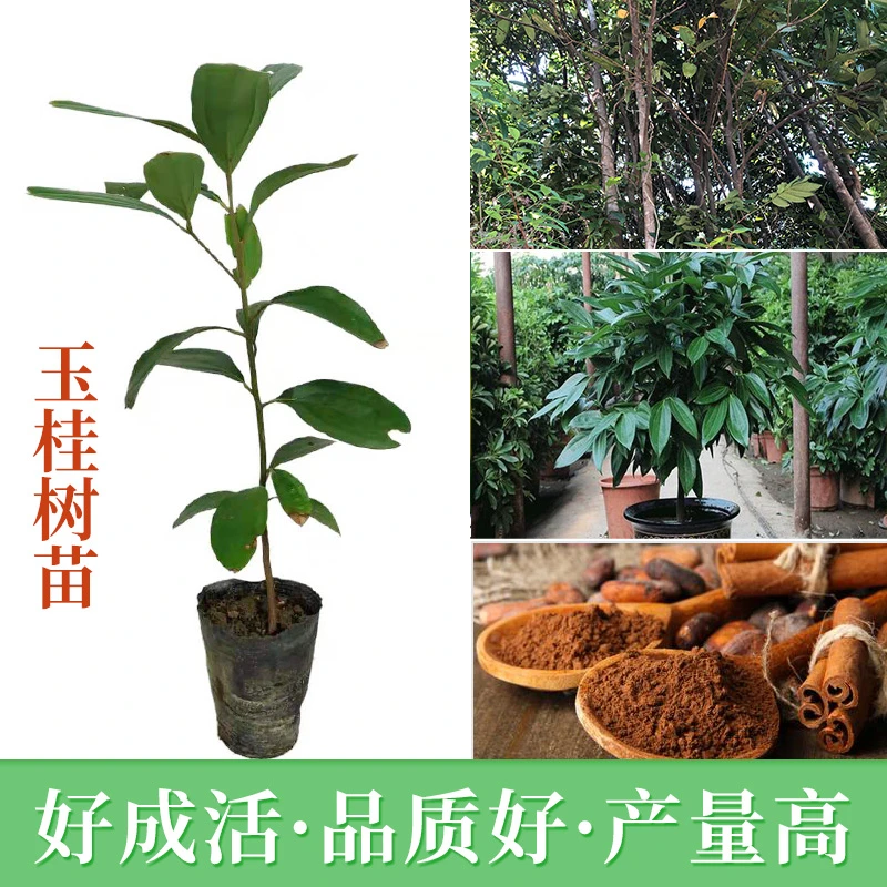 肉桂树苗玉桂苗桂皮树苗广西肉桂苗五香料玉桂树苗食用广西发货