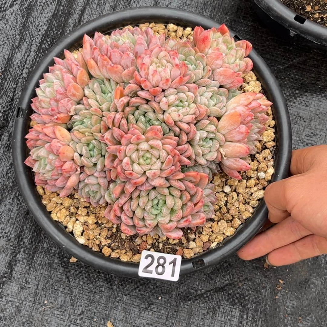 ?****g多肉植物艾莎公主281