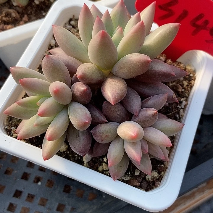 多肉植物红蜻蜓3145多肉