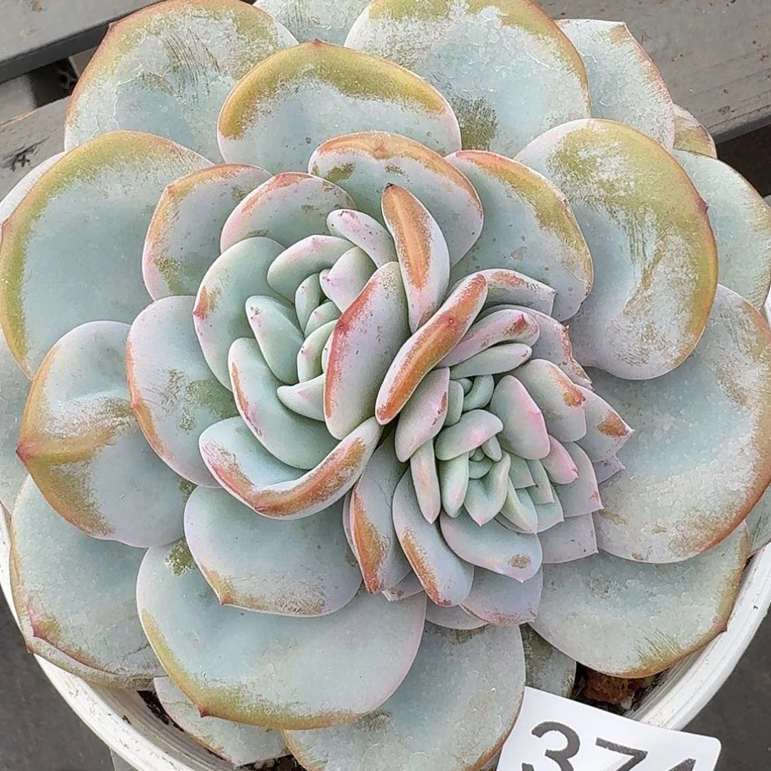 #374  售后范围：签收起7天内