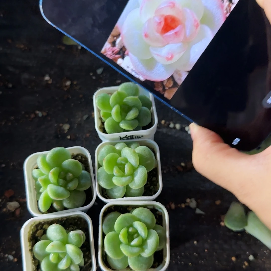 葵葵子甜心盆一个满25包邮