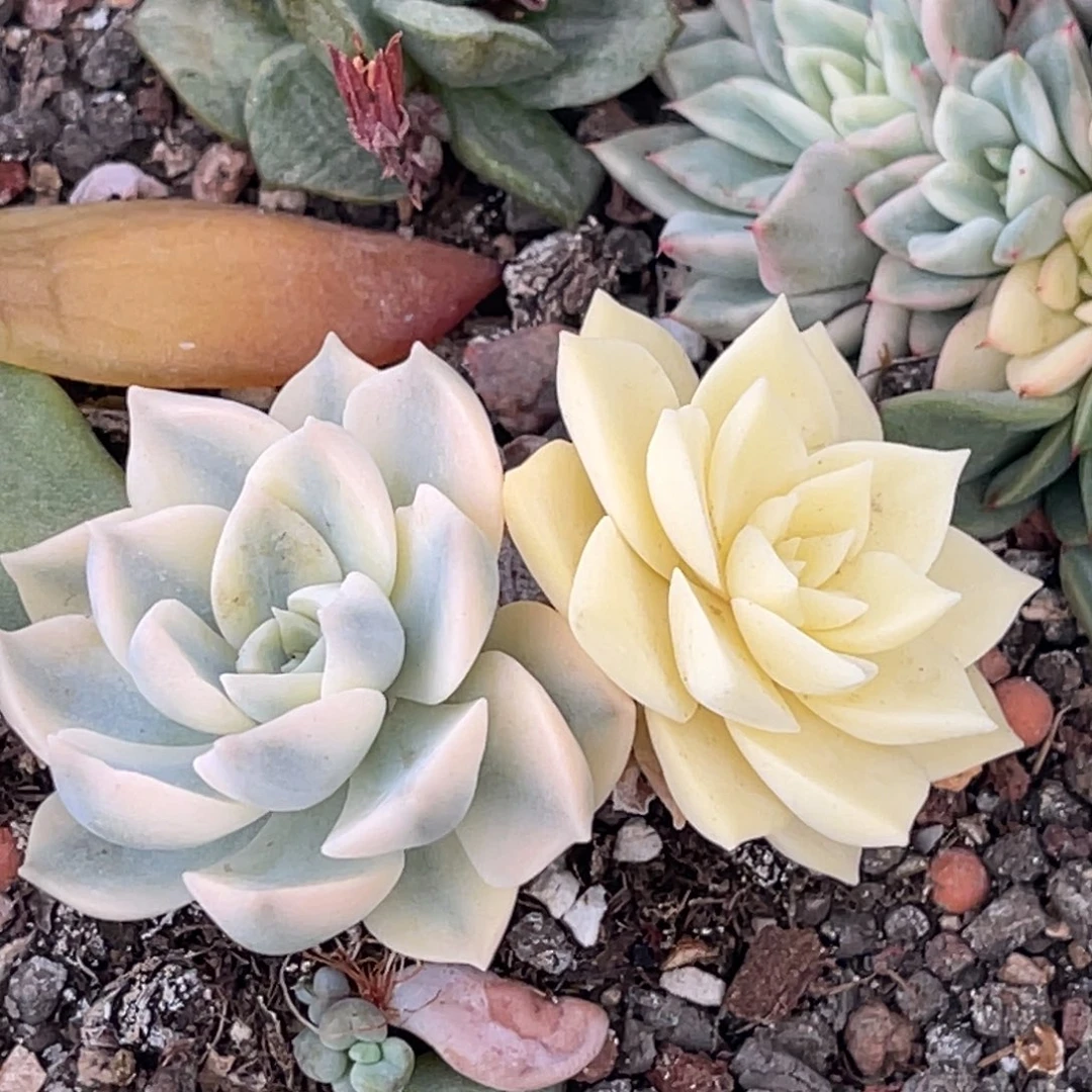 尚品特价安娜玫瑰锦