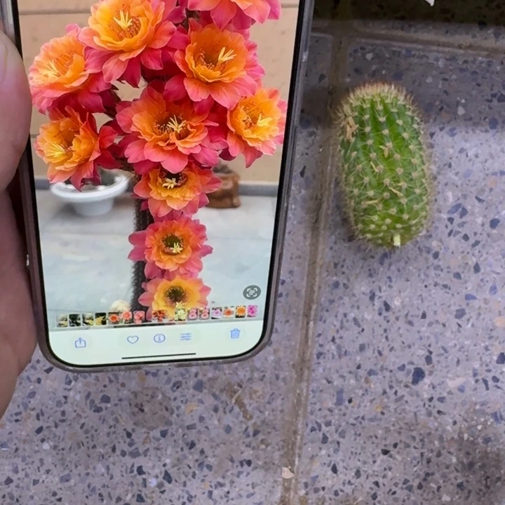 360金妞时光歪无根侧牙6公分左右，20包邮