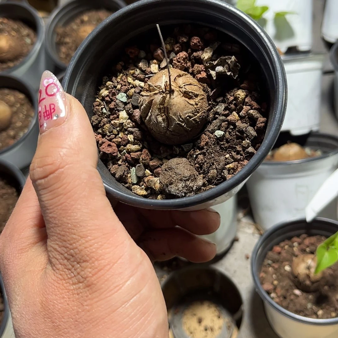 欣*26603一物一拍单头发货