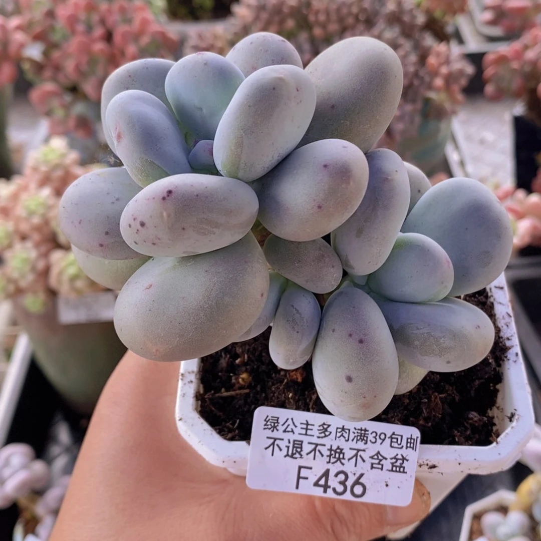 黄金大叶奶9cm436多肉植物