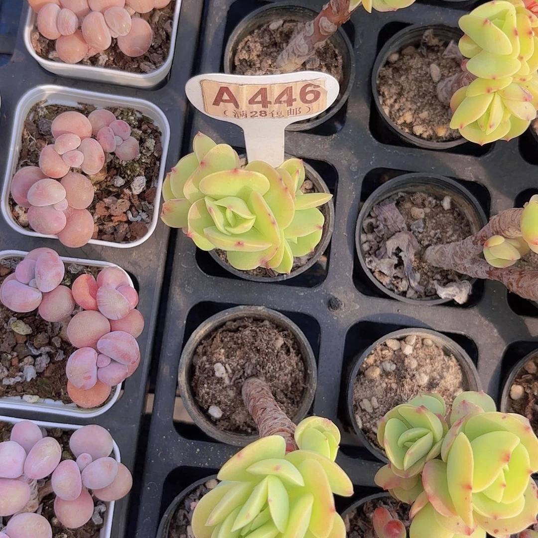 A446碧桃一物一拍