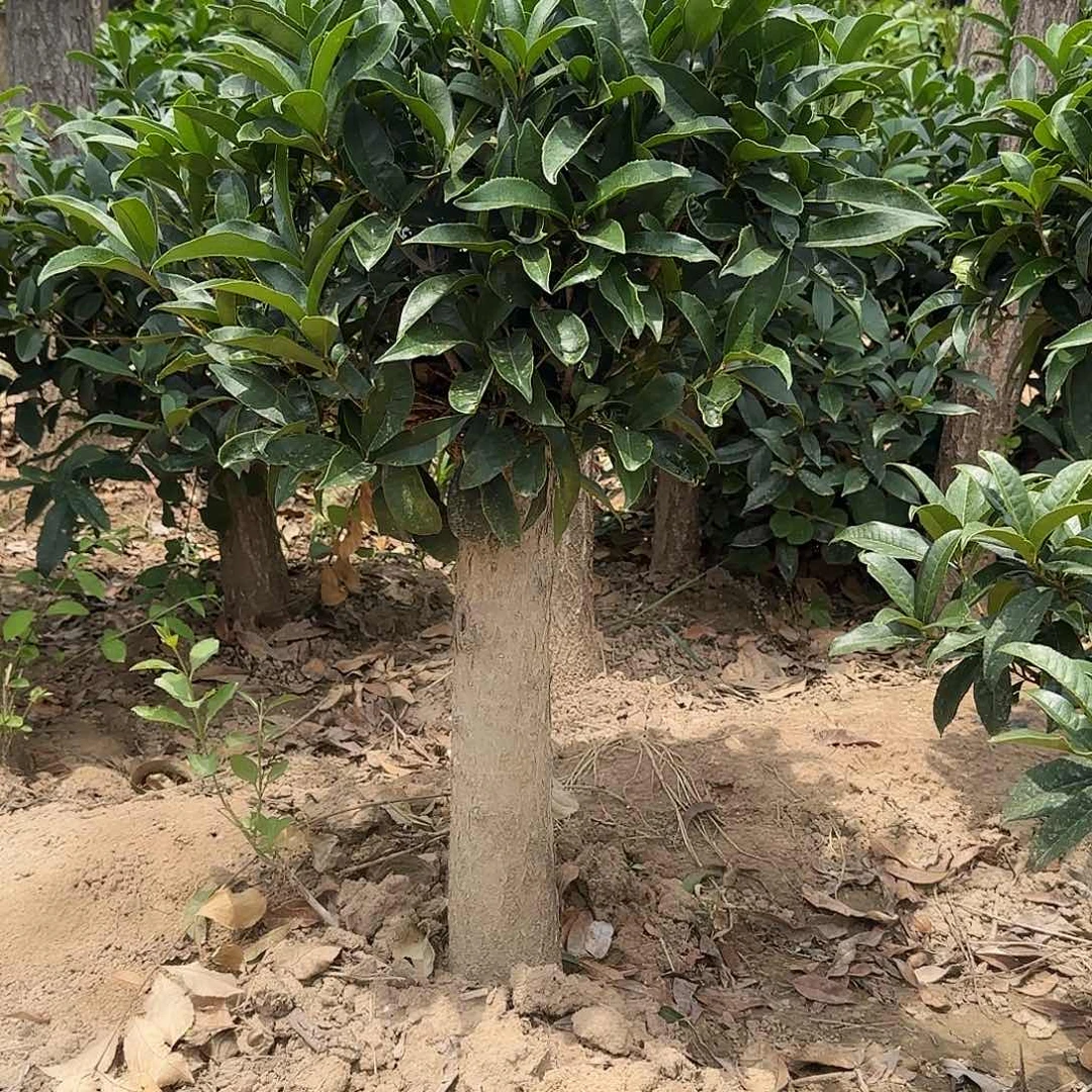 无花朵桂花。四季桂系列