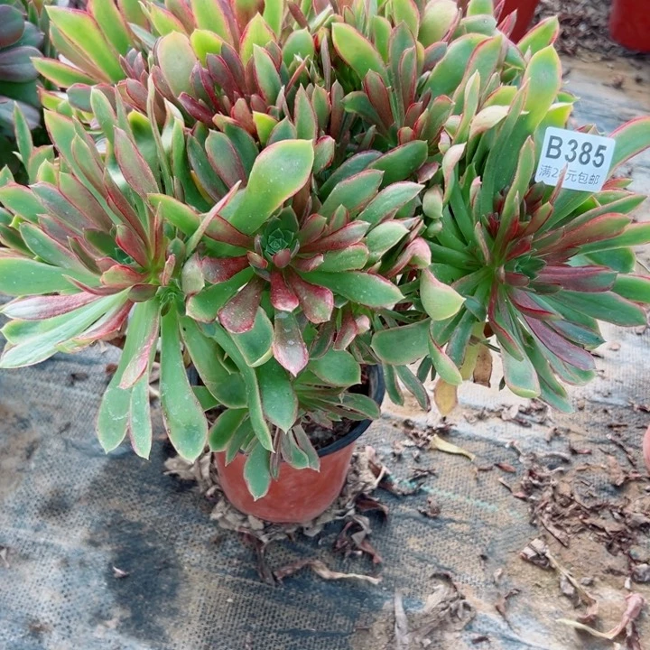 385那家女王多肉植物
