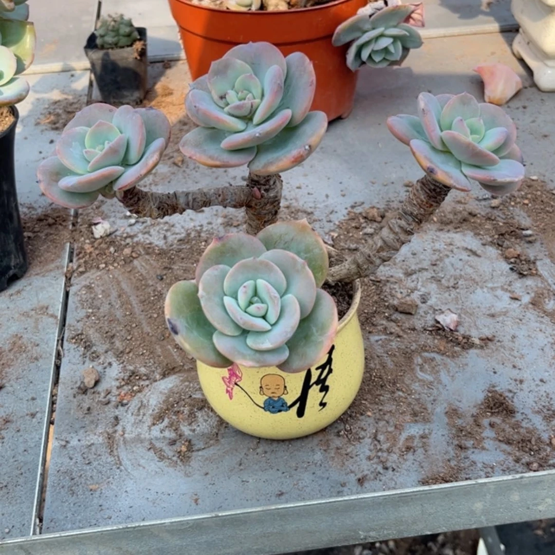 【闪购商品】无花朵এ****༻