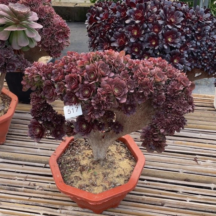 517号万圣节朵朵有伤福利