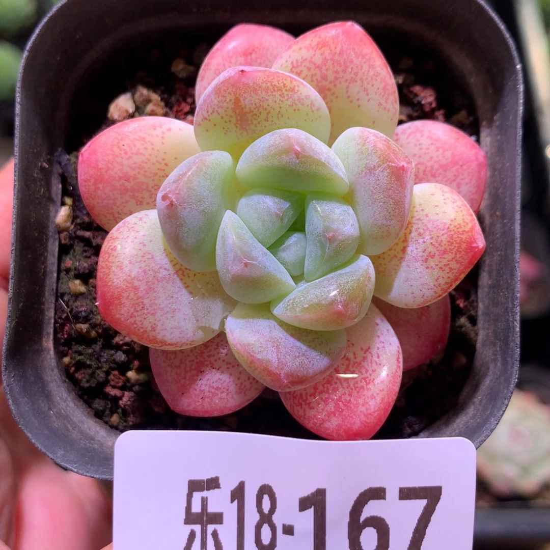 乐然18-167 冰玉单头