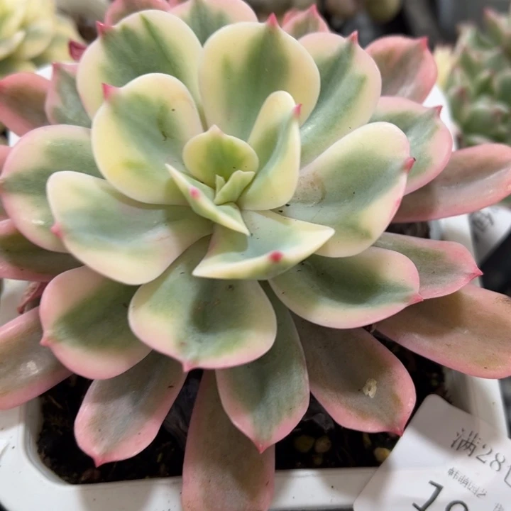 玉凤锦多肉植物10厘米盆