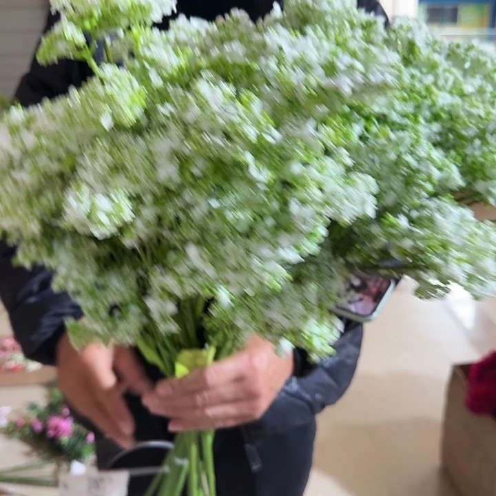 白色满天星10支装