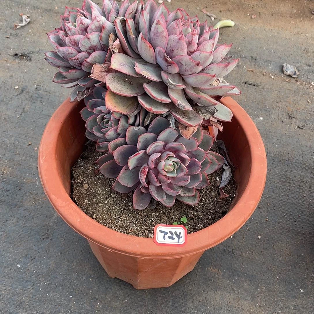 724赫拉 一物一拍多肉