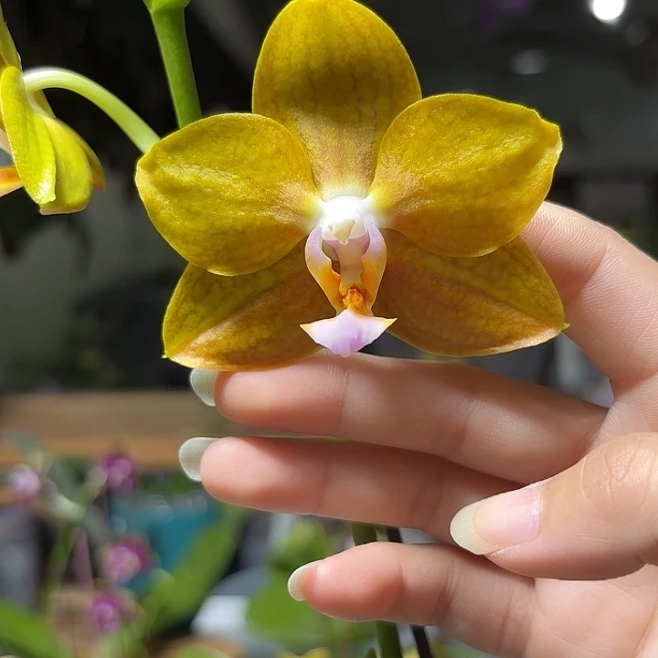 大部分花苞少量开放