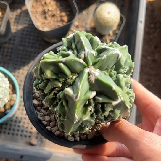 罗*悟实生鸾467788999