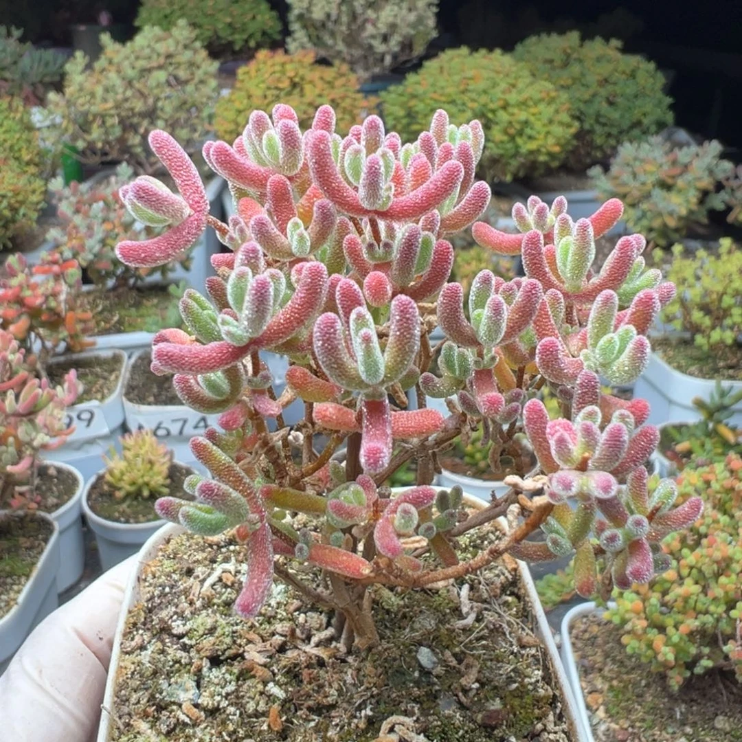 A635红冰晶枝干一物一拍
