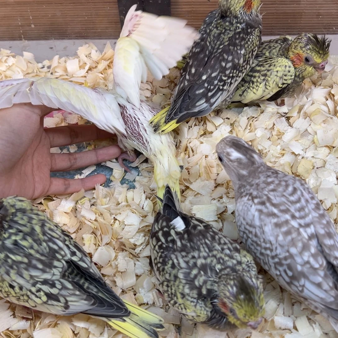 虎皮鹦鹉一哈帮你弄开密密麻麻看