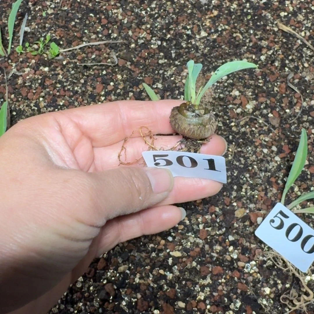 铁甲丸一物一拍多肉植物