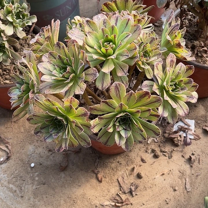 碧虎玫瑰玫瑰玫瑰