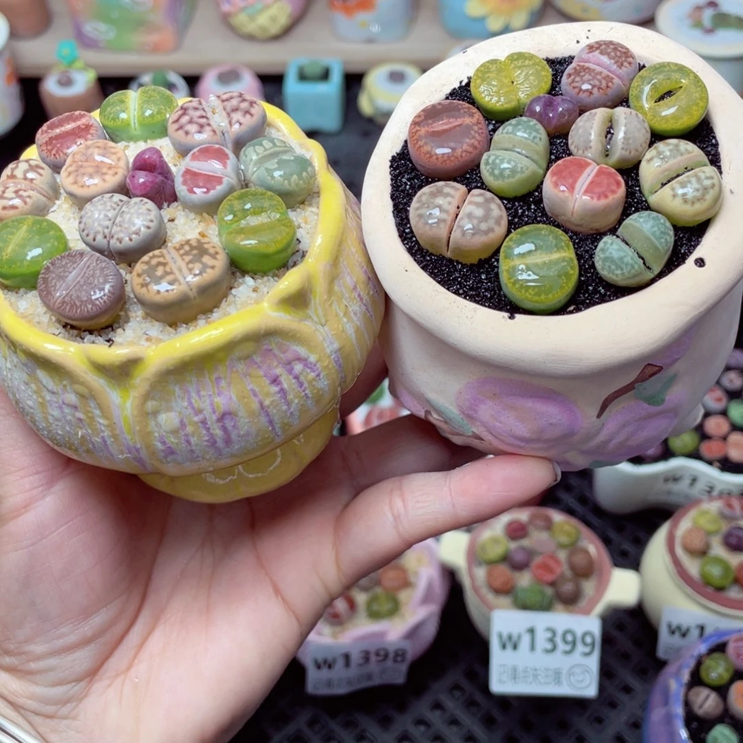 w1502 带盆土发货-零下地区拍保温箱