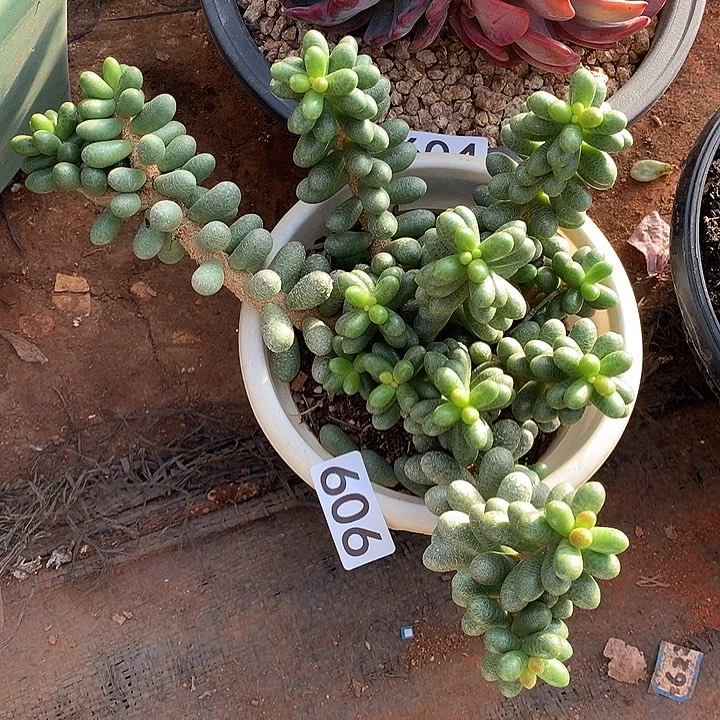 606绿龟一物一拍多肉