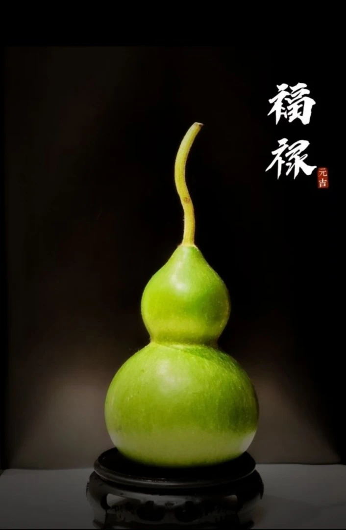 早安花园~翡翠葫芦 云南基地直发