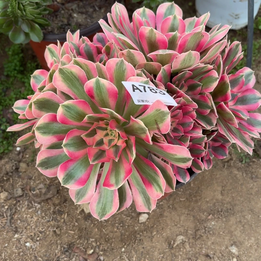 粉女巫丛林断枝不包783