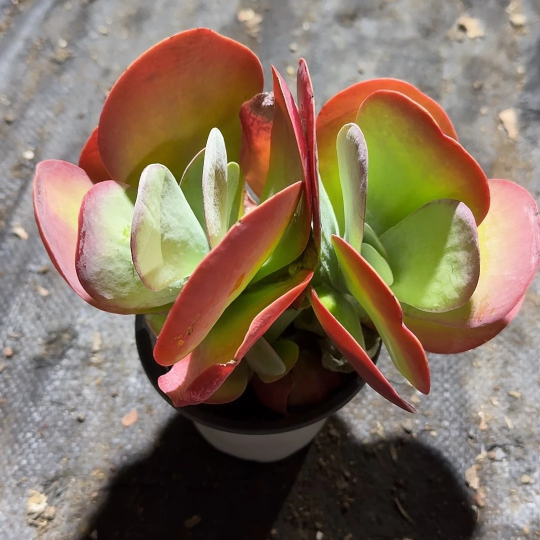 唐印群生多肉植物