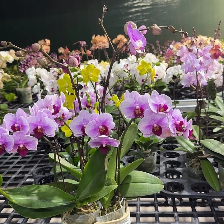 小***7大部分开放少量花苞609顺丰