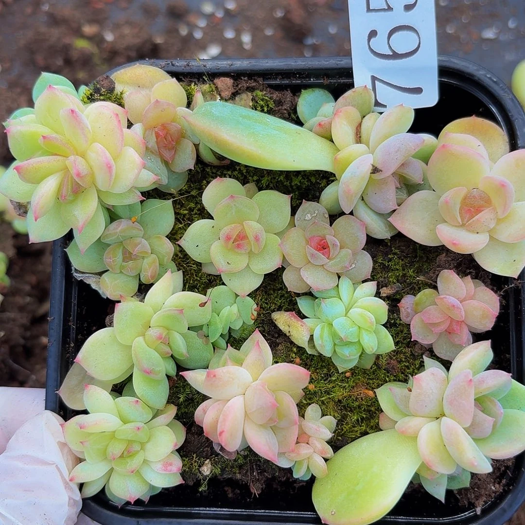 多肉植物多肉植物765