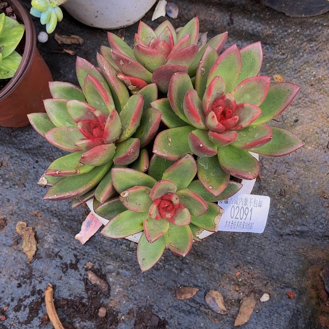 小***草   奉陪玫瑰多肉02091