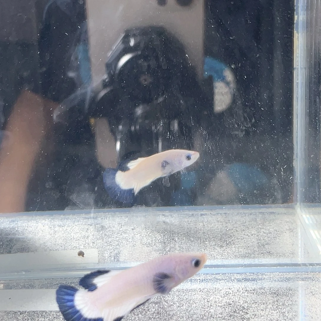 斗鱼不包邮首单+10运1