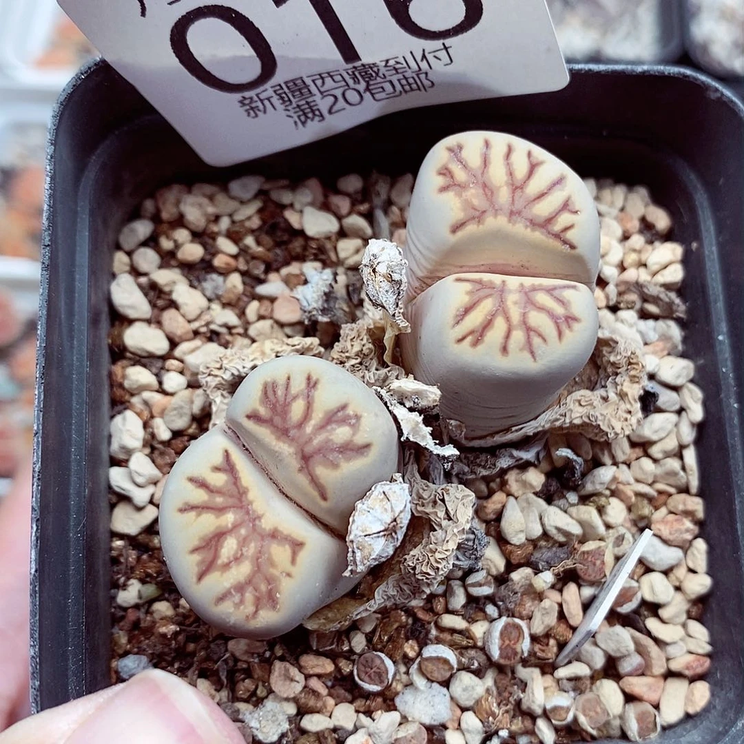 我们就能一起度过愉快假期016