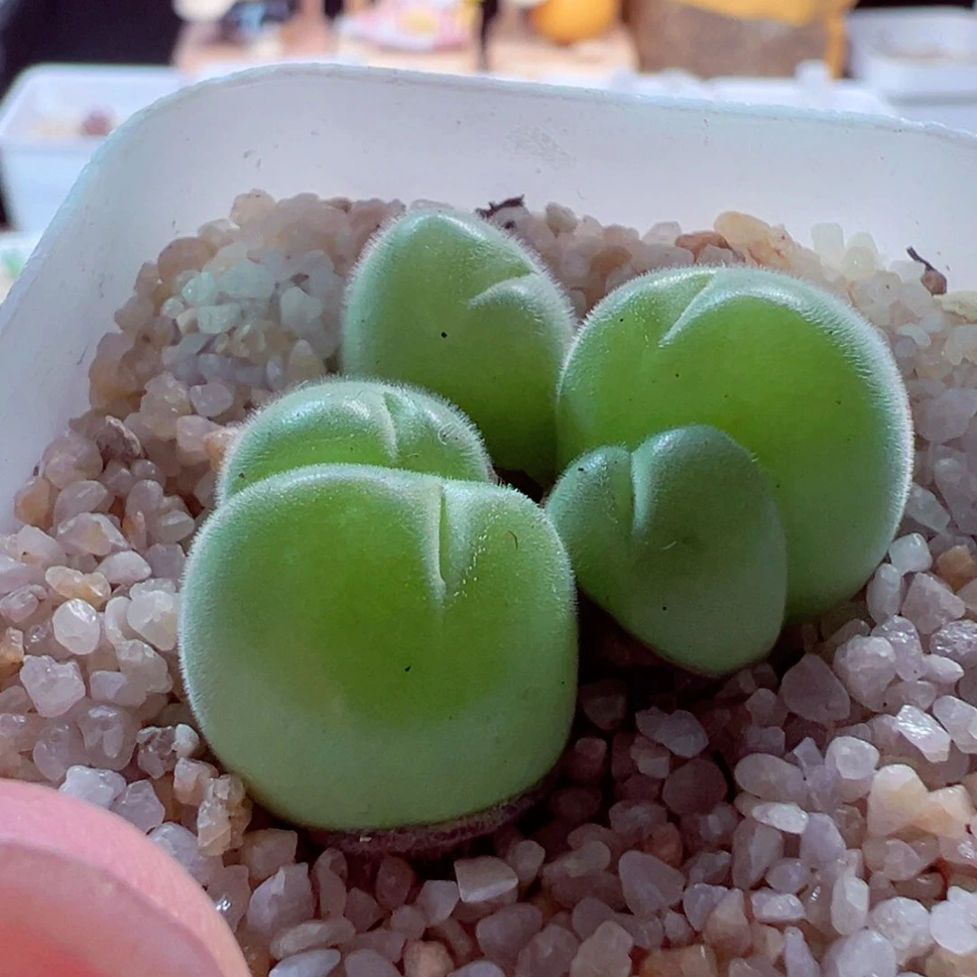 724-762多肉多肉翠滴玉