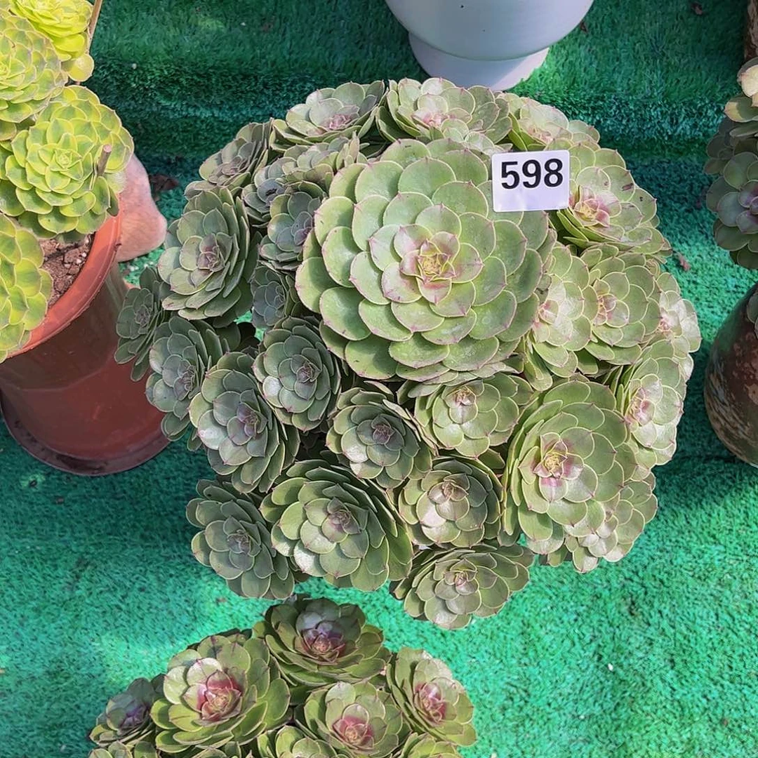 多肉万圣节0000000598