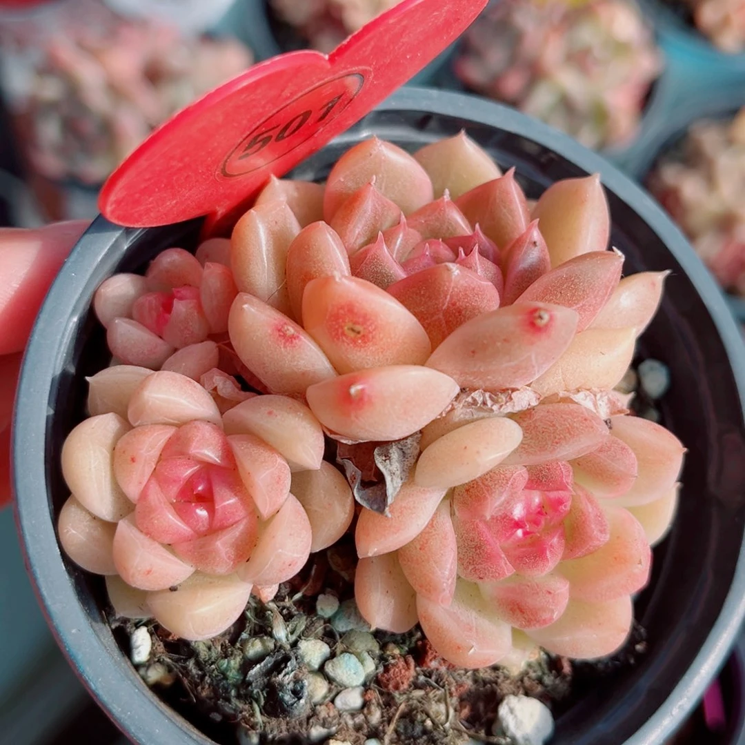 501号小老桩珍妮群