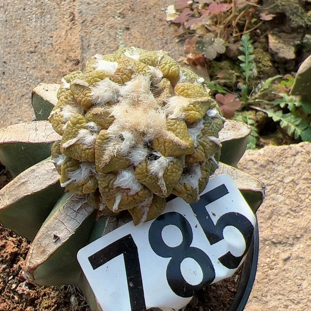 大尤黑牡丹锦仙人球785