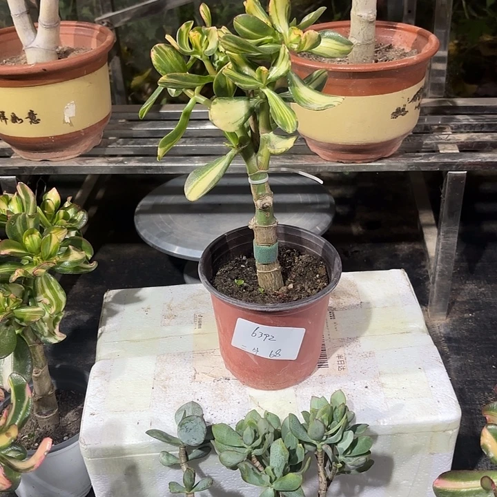 二***牛当前无花栽培后可以开花卷叶68