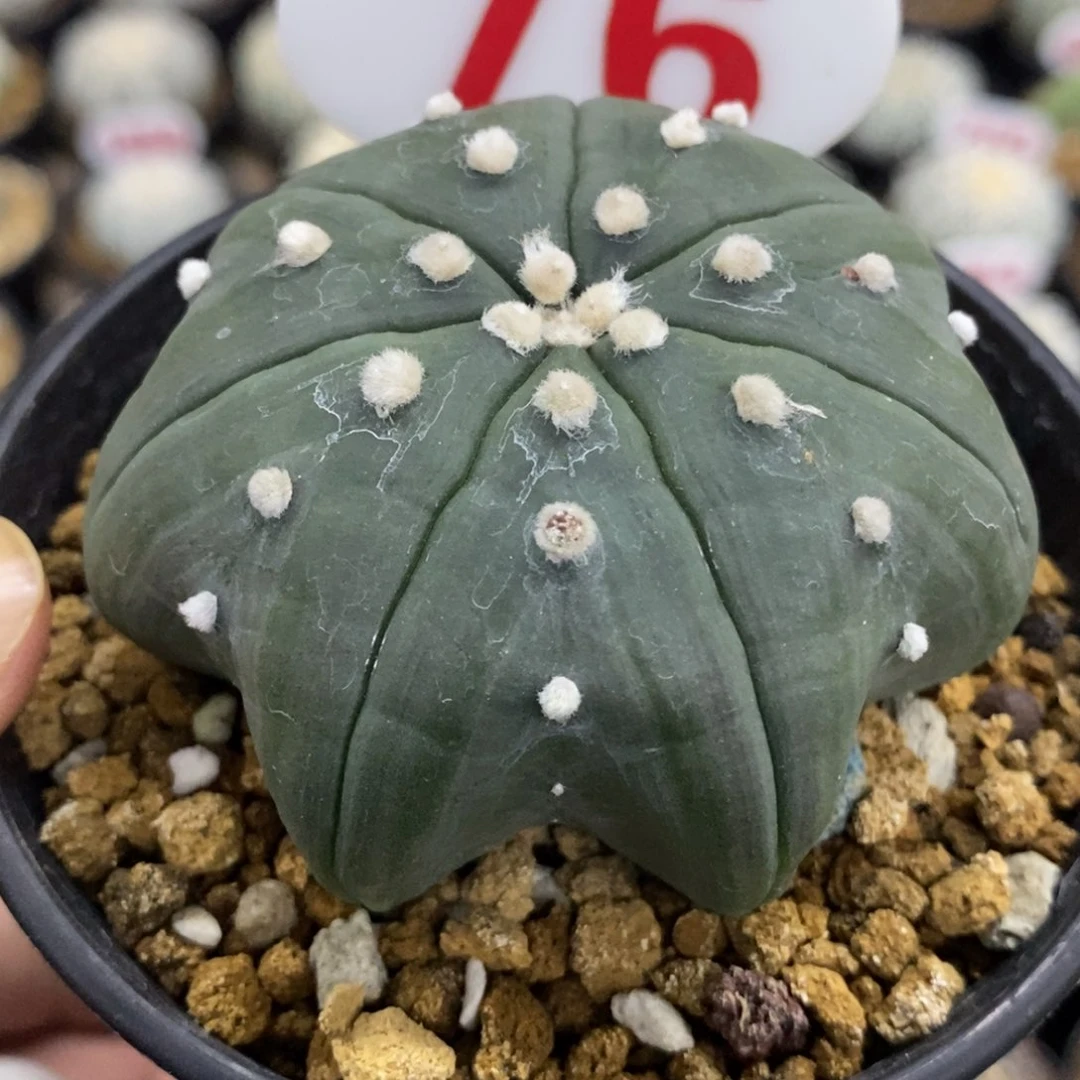 76七愣高脚琉璃指纹海星兜