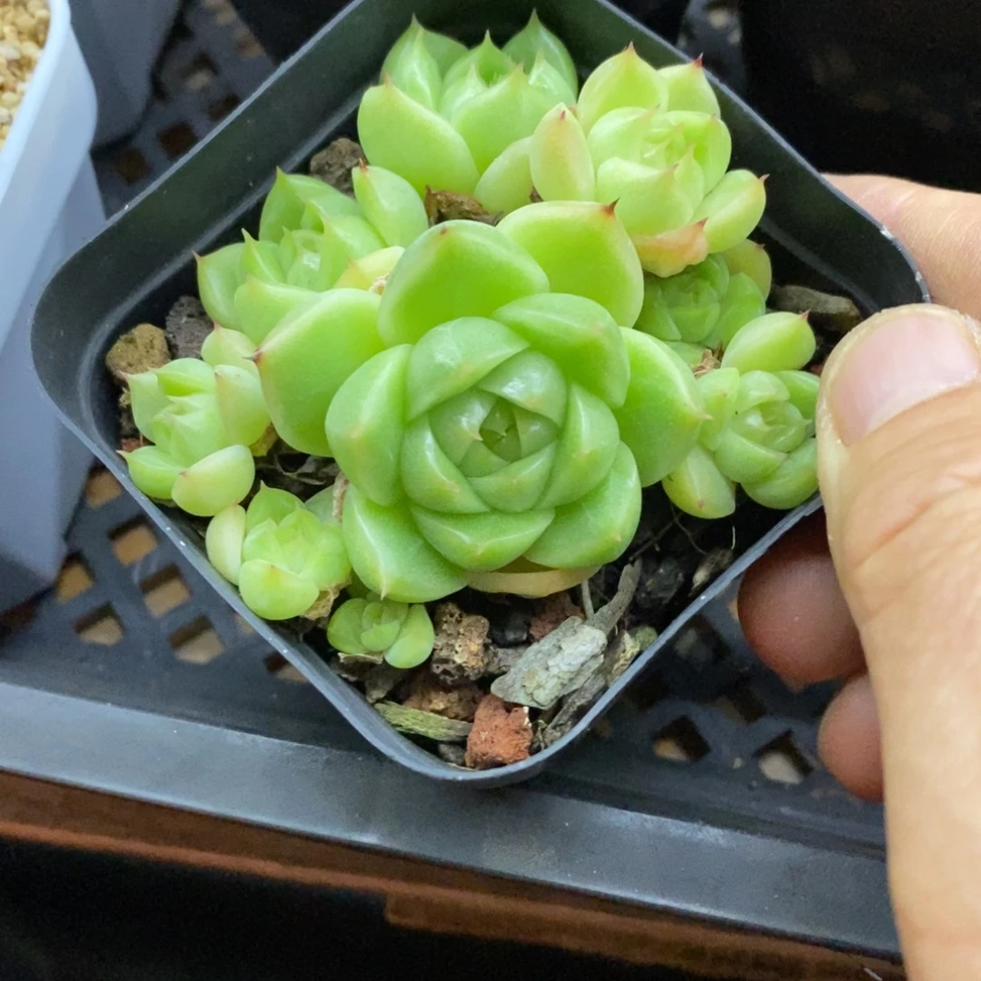 精品多肉一物一拍不包整111