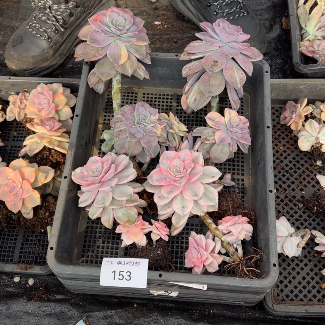 153紫乐锦老桩多肉植物