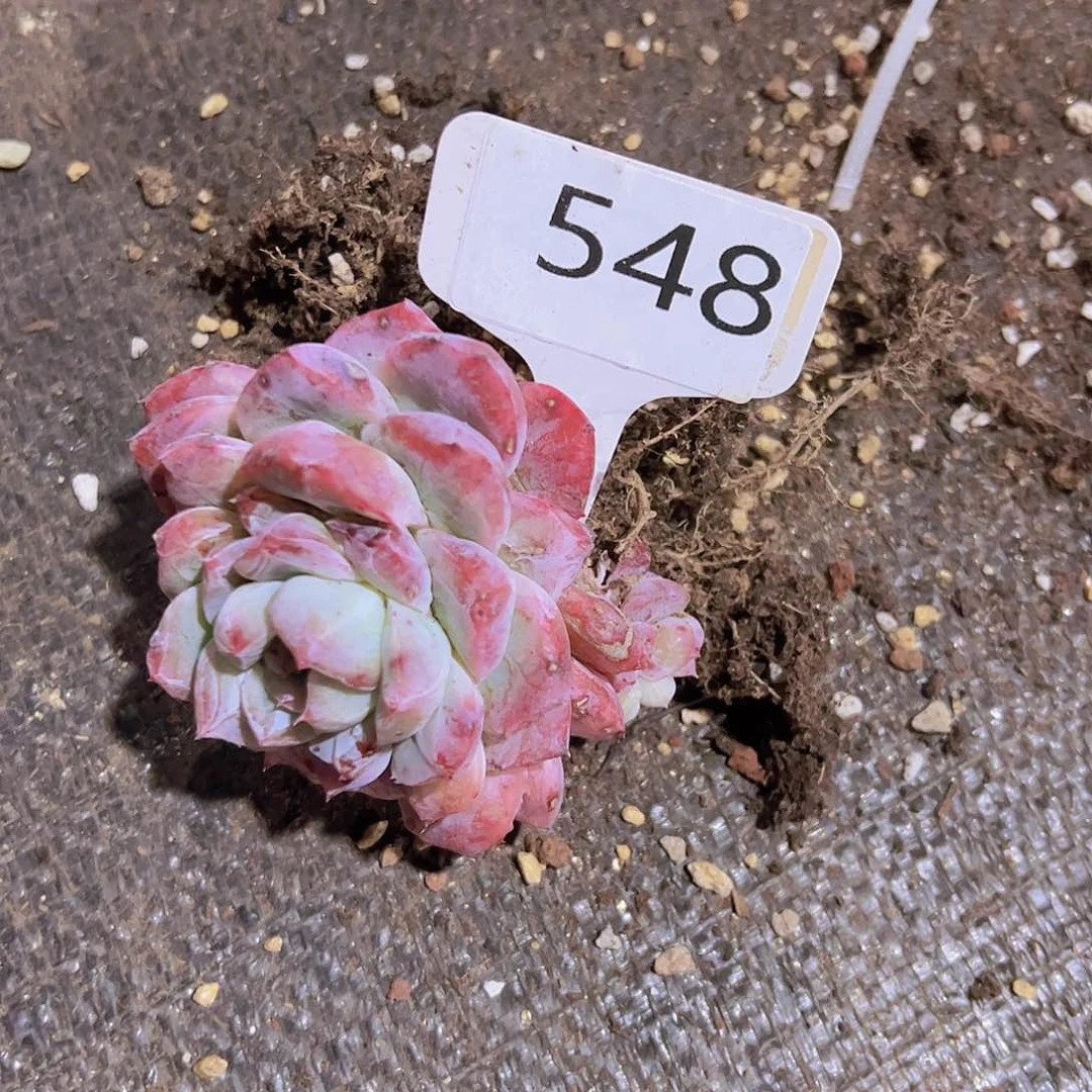 平**安548如梦令16.8元元