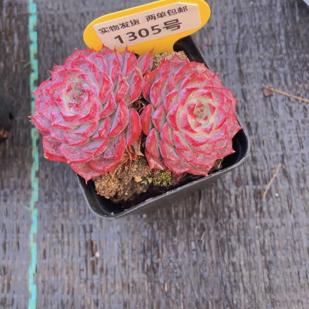 1305号 玫瑰珍妮紫透新品