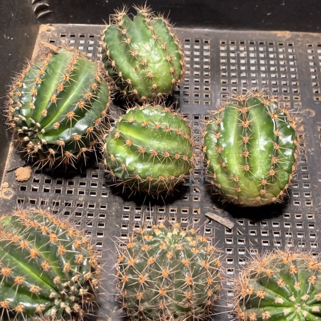 彩 舞会侧芽歪4-5公分