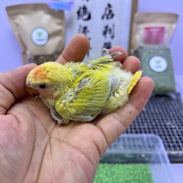 牡丹鹦鹉-精品红头澳闪公H83125